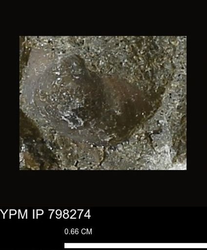 Protocardia
