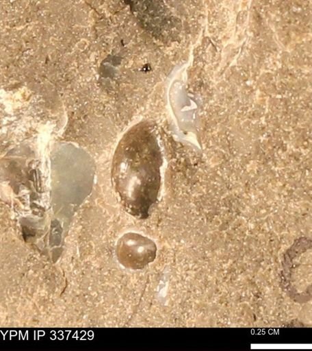 undet. Bivalvia