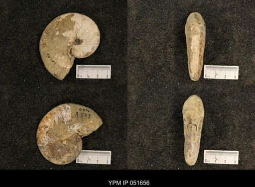 Hoploscaphites nicolletii