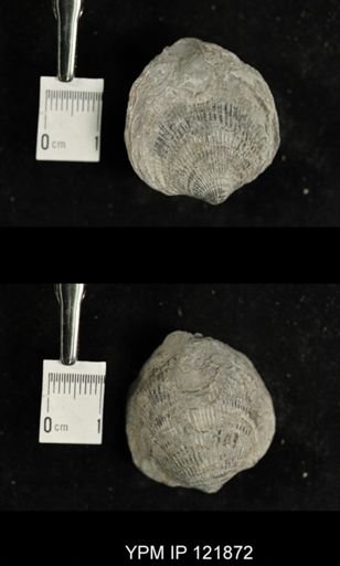 undet. Atrypidae