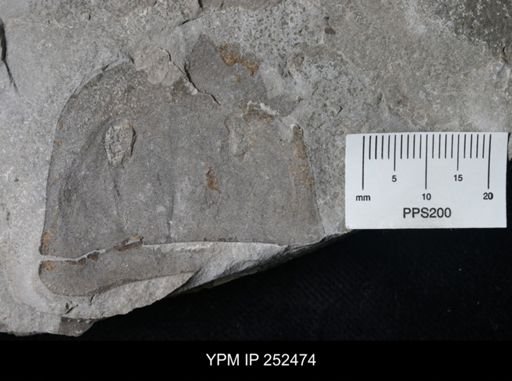 Eurypterus sp.