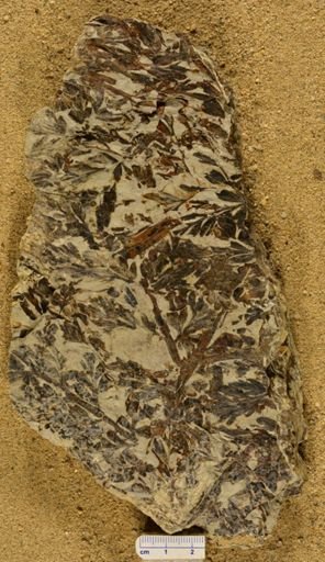 Triphyllopteris rarinervis