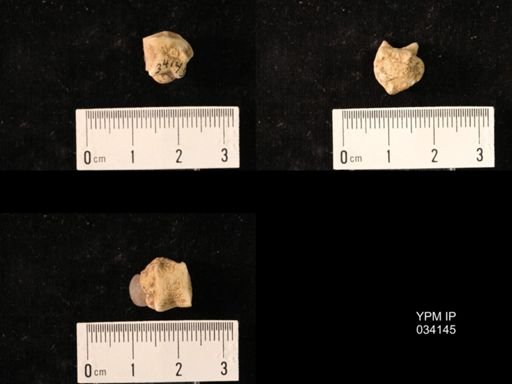 Timoroblastus coronatus expansus