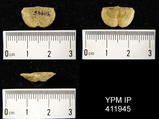 Chonetes cf. verneuilianus