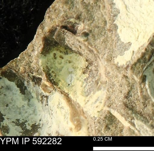 undet. Bivalvia