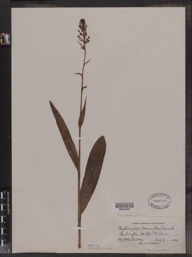 Blephariglottis lacera