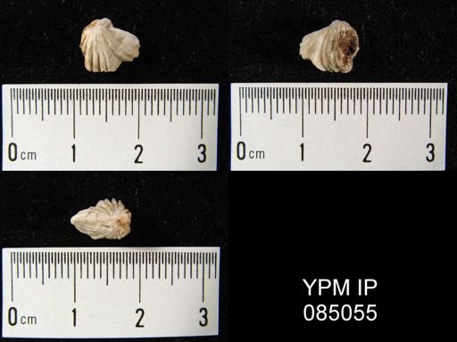 Camarotoechia borealis