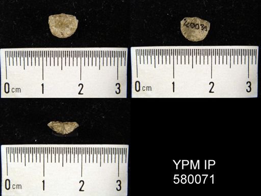 undet. Brachiopoda
