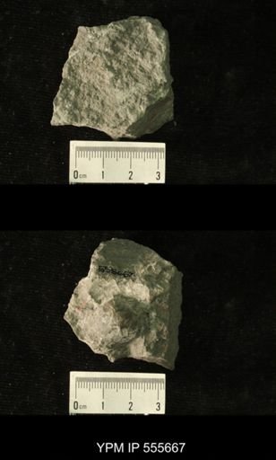 Productus cora
