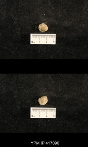 Euphemites carbonarius