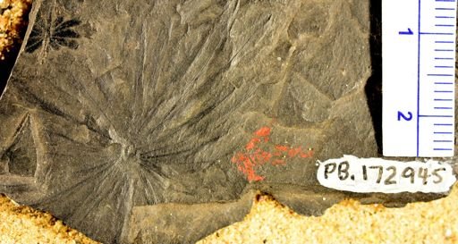 Annularia sp.