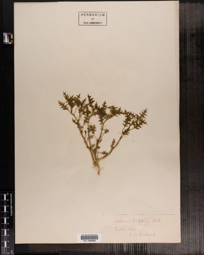 Plantae