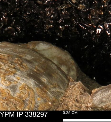 Protocardia subquadrata