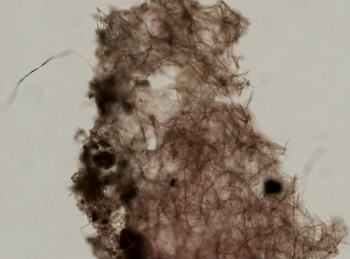 Tedania