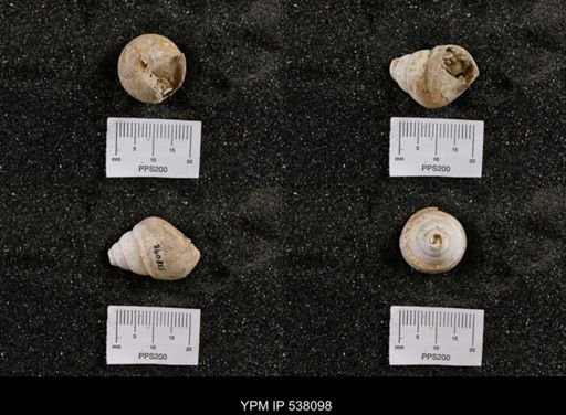 Campeloma nebrascensis