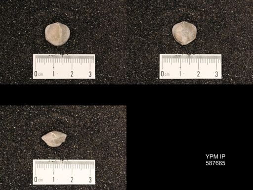 Atrypa concinna