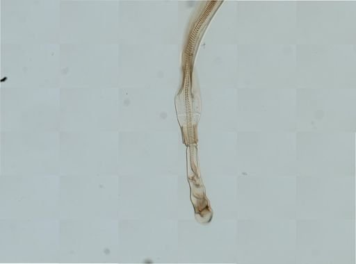 Myopsida