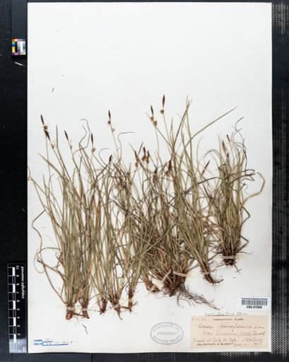 Carex pensylvanica