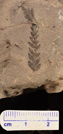 Coniopteris sp.
