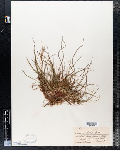 Carex umbellata