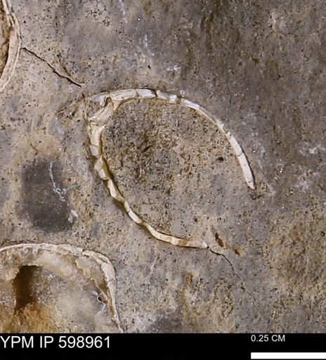 Mollusca