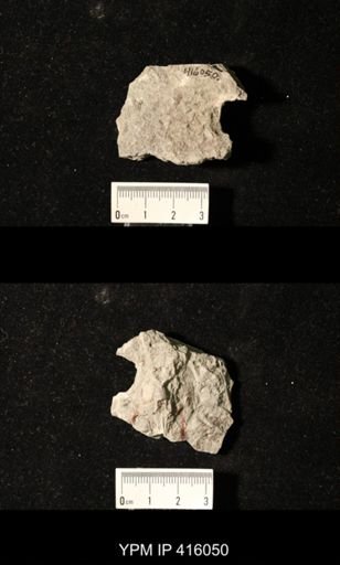Spirifer cameratus