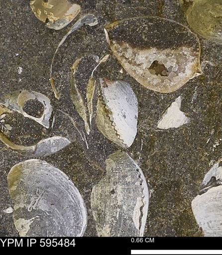 Protocardia sp.