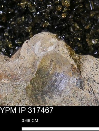 undet. Mollusca