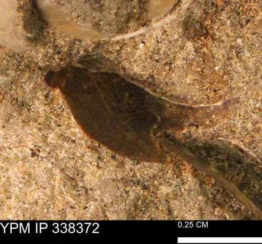 undet. Mollusca