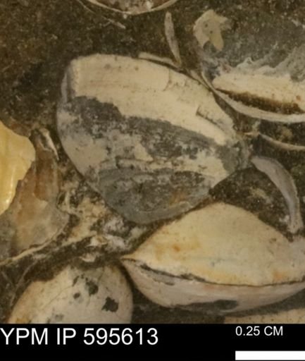 Protocardia sp.
