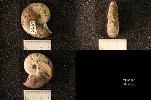 Hoploscaphites nicolletii