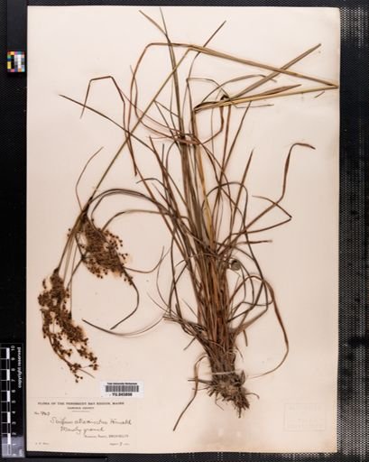 Scirpus atrocinctus