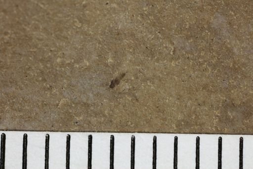 taxon undetermined