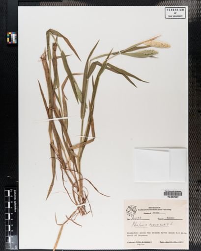 Plantae