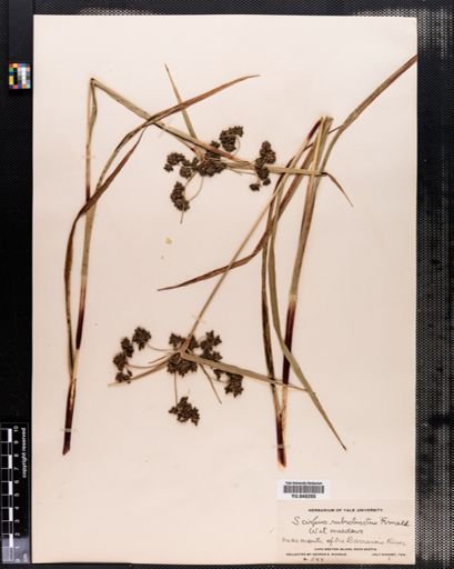Scirpus rubrotinctus