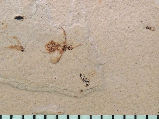 undet. Coleoptera