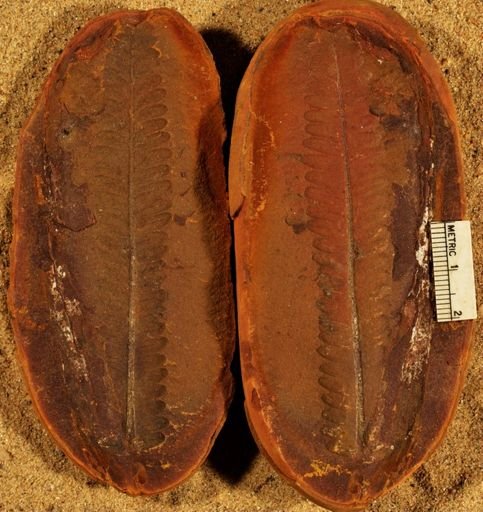Pecopteris unitus