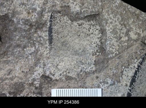 Eurypterida