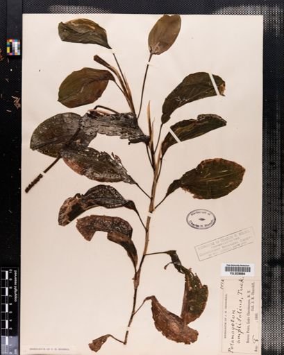 Potamogeton amplifolius
