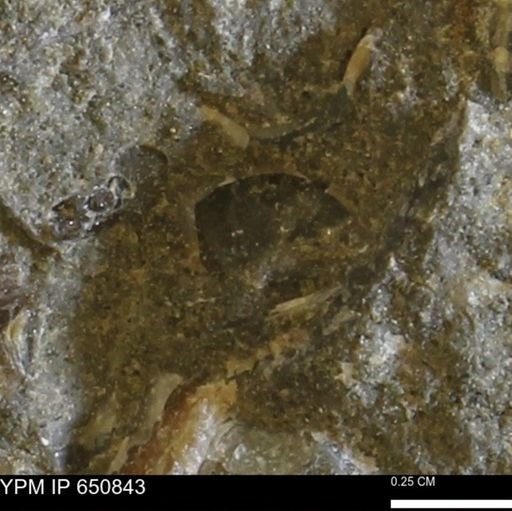 undet. Bivalvia