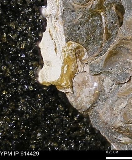 Mollusca