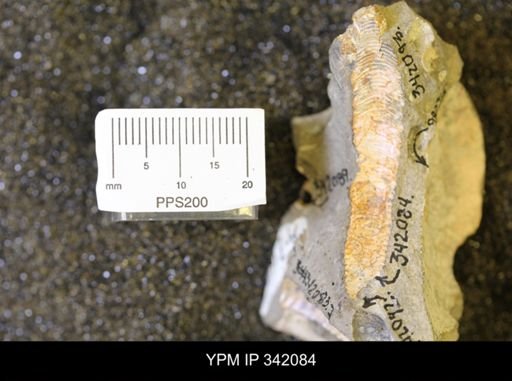 Hoploscaphites sp.