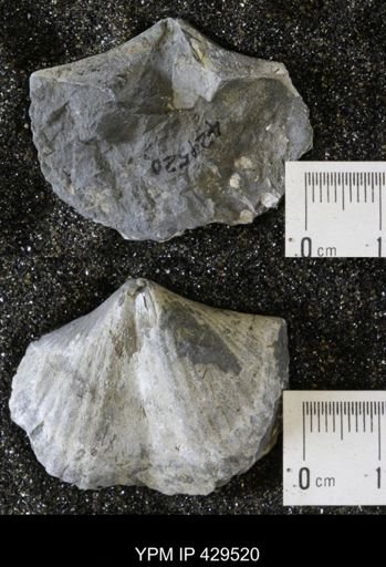 Spinocyrtia granulosa