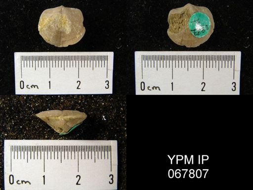 Dalmanella subcarinata