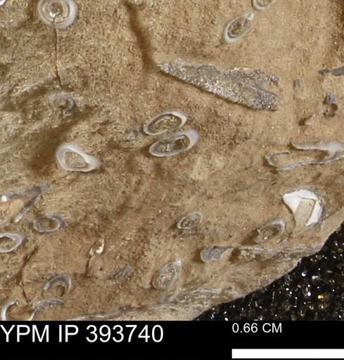 undet. Serpulidae