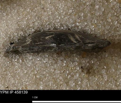 Pholidostrophia iowaensis