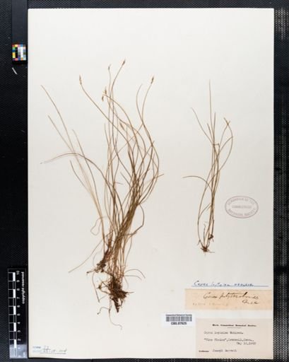 Carex leptalea