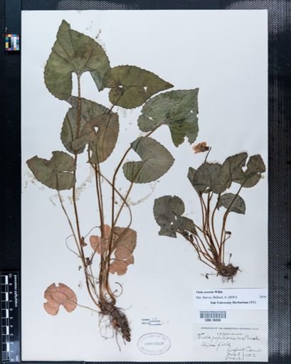 Viola papilionacea