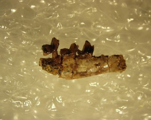 Adapisoricidae sp.