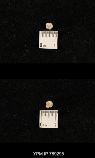 undet. Crinoidea